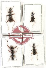 Scientific lot no. 76 Cicindelidae (4 pcs - 1 pcs A2)