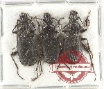 Scientific lot no. 766 Carabidae (Pterostichus swaneticus) (3 pcs)