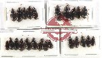 Scientific lot no. 775 Carabidae (24 pcs)