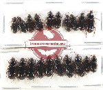 Scientific lot no. 774 Carabidae (20 pcs)