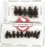 Scientific lot no. 772 Carabidae (15 pcs)