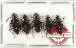 Scientific lot no. 769 Carabidae (5 pcs)