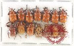 Scientific lot no. 97 Attelabidae (14 pcs)