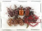 Scientific lot no. 96 Attelabidae (11 pcs)