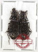 Scientific lot no. 740 Carabidae (2 pcs A2)