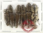 Scientific lot no. 174 Elateridae (6 pcs)