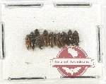 Scientific lot no. 179 Elateridae (10 pcs)