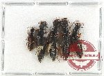 Scientific lot no. 141 Staphylinidae (5 pcs)