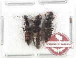 Scientific lot no. 132 Staphylinidae (3 pcs)