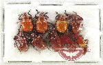 Scientific lot no. 99 Attelabidae (9 pcs)