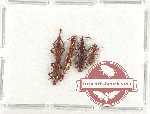 Scientific lot no. 130 Brenthidae (4 pcs)