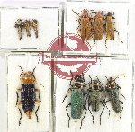 Scientific lot no. 65 Cantharidae (10 pcs - 4 pcs A2)