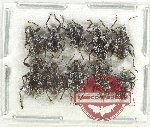 Scientific lot no. 534 Chrysomelidae (10 pcs)