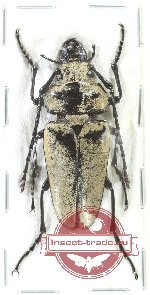 Scientific lot no. 3 Trictenotomidae (1 pcs)