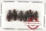 Scientific lot no. 770 Carabidae (6 pcs)