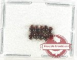 Hydrophilidae Scientific lot no. 283 (10 pcs)