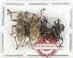 Scientific lot no. 841 Curculionidae (4 pcs A2)