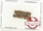 Heteroceridae Scientific lot no. 16 (20 pcs)