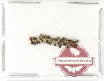 Scientific lot no. 134 Staphylinidae (20 pcs)