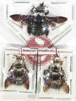 Scientific lot no. 523 Hymenoptera (Xylocopa sp.) (3 pcs)