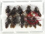 Scientific lot no. 509 Hymenoptera (10 pcs)