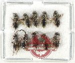 Scientific lot no. 508 Hymenoptera (10 pcs)