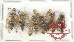 Scientific lot no. 511 Hymenoptera (6 pcs)