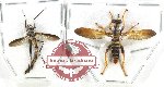 Scientific lot no. 117 Diptera (2 pcs)