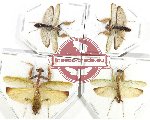 Scientific lot no. 22 Mantidae (4 pcs)