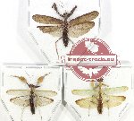 Scientific lot no. 23 Mantidae (3 pcs A2)