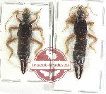 Scientific lot no. 125 Dermaptera (2 pcs)