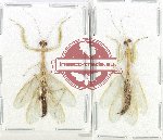 Scientific lot no. 21 Mantidae (2 pcs A2)