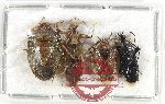 Scientific lot no. 1272 Heteroptera (4 pcs A-)