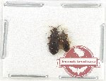 Scientific lot no. 1276 Heteroptera (2 pcs)