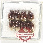 Scientific lot no. 1289 Heteroptera (8 pcs)