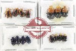 Scientific lot no. 536 Chrysomelidae (15 pcs)