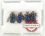 Scientific lot no. 535 Chrysomelidae (4 pcs)