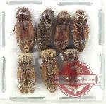 Scientific lot no. 193 Elateridae (7 pcs)