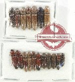 Scientific lot no. 187 Elateridae (18 pcs)