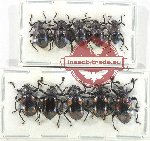 Scientific lot no. 97 Endomychidae (10 pcs A2)