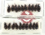 Scientific lot no. 773 Carabidae (20 pcs)