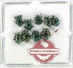 Scientific lot no. 533 Chrysomelidae (9 pcs)