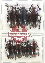 Scientific lot no. 177 Erotylidae (6 pcs A-, A2)