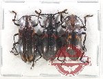 Scientific lot no. 171 Erotylidae (3 pcs)