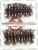 Scientific lot no. 176 Erotylidae (10 pcs A-, A2)