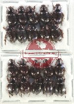 Hybosorinae Scientific lot no. 105 (20 pcs)