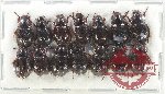 Hybosorinae Scientific lot no. 103 (14 pcs)