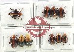 Scientific lot no. 537 Chrysomelidae (10 pcs)