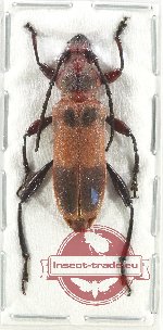 Erythroclea bimaculata (A-)