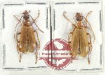 Scientific lot no. 69 Meloidae (2 pcs)